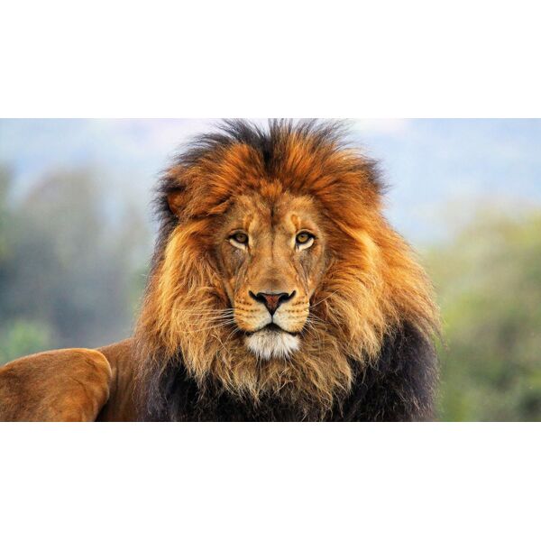 Lion 02 Thumbnail
