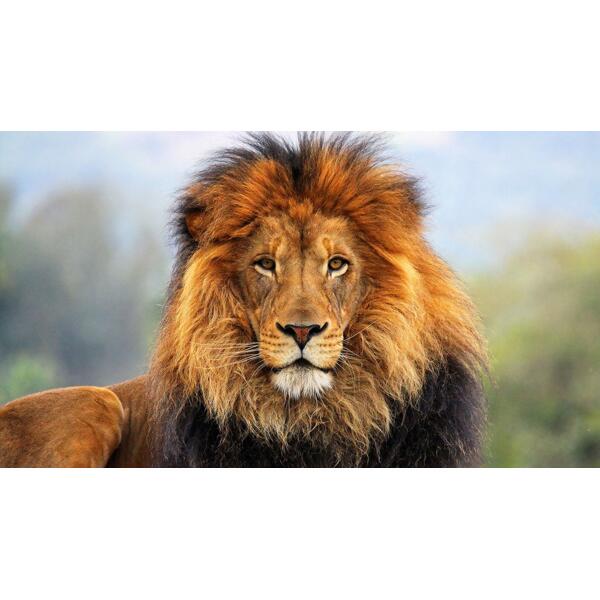 Lion 02 Thumbnail